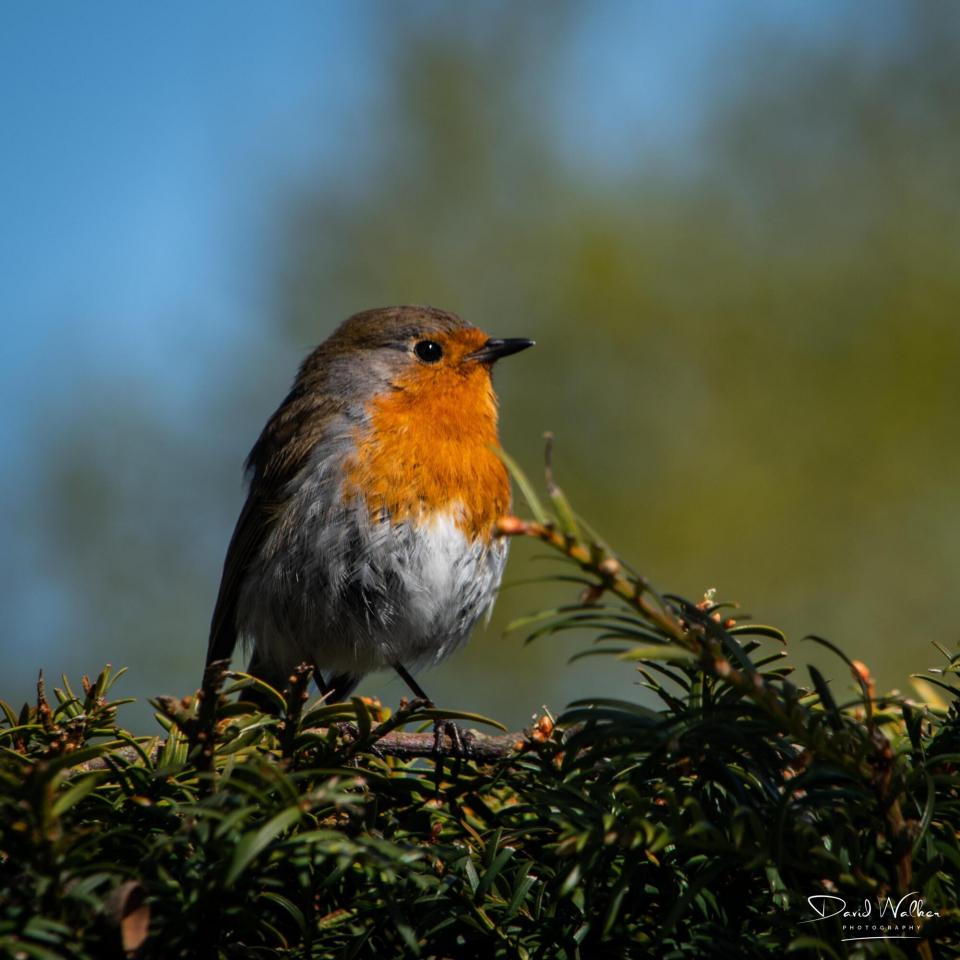 Robin (Erithacus rubecula)