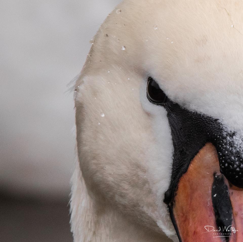 Mute Swan (Cygnus olor) at Radley Lakes