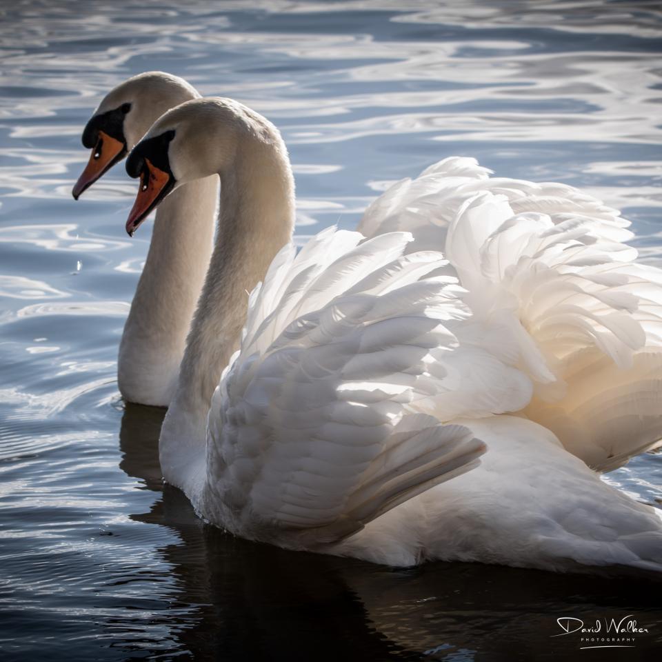 Mute Swans (Cygnus olor) at Radley Lakes