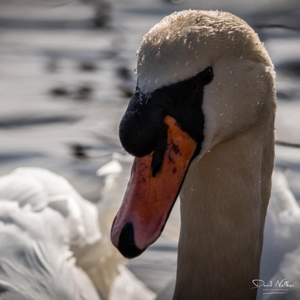 Mute Swan (Cygnus olor) at Radley Lakes