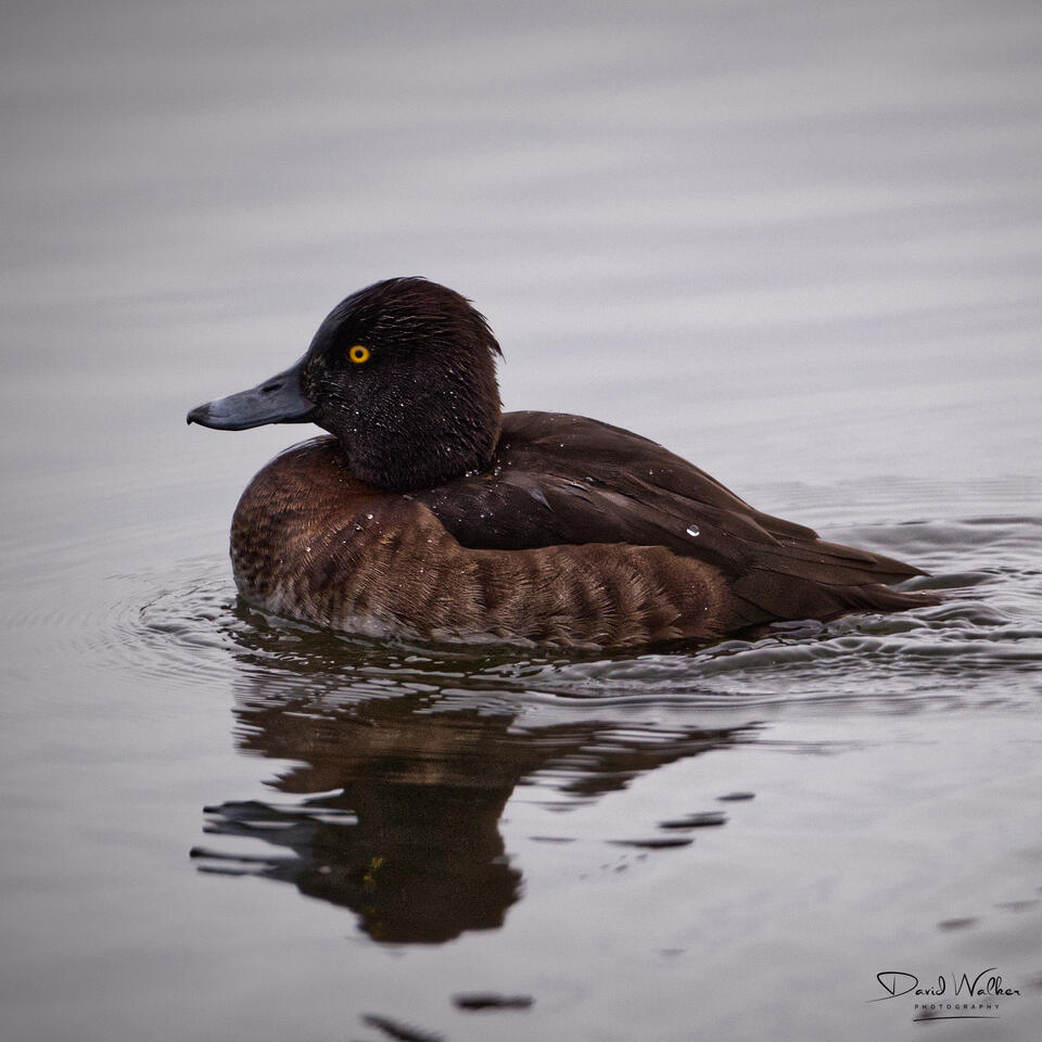 Female Tufted Duck (Aythya fuligula) at Radley Lakes