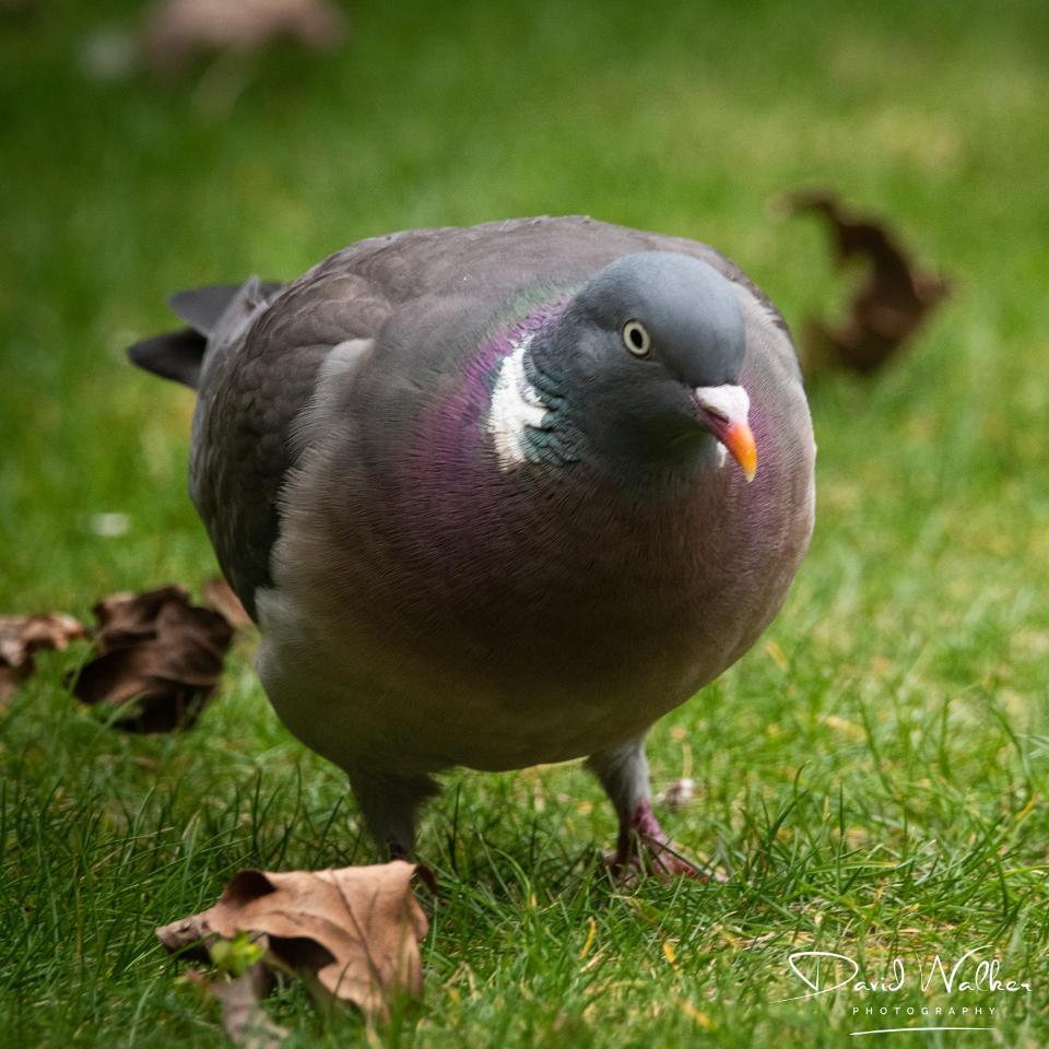 Woodpigeon (Columba palumbus), Abingdon, UK