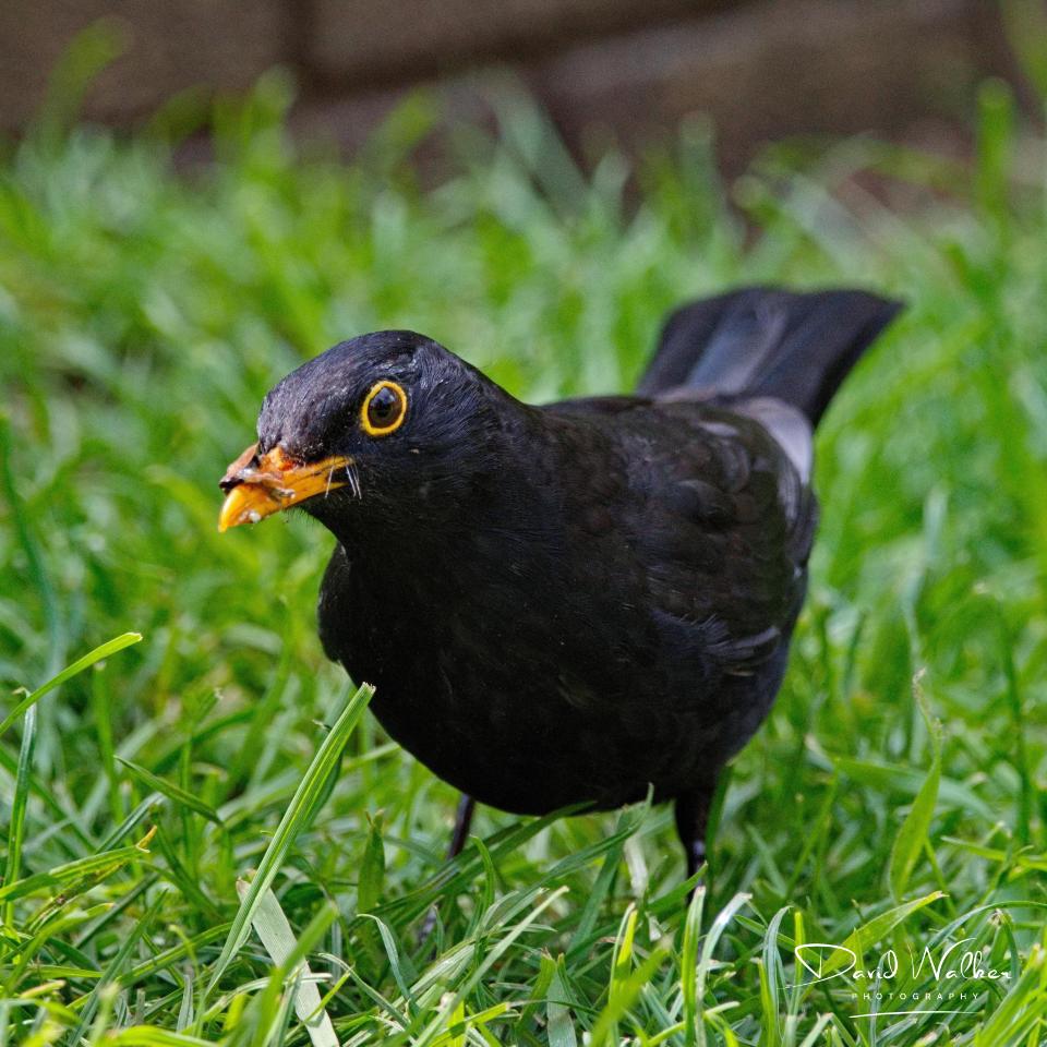 Blackbird (Turdus merula), Abingdon, UK