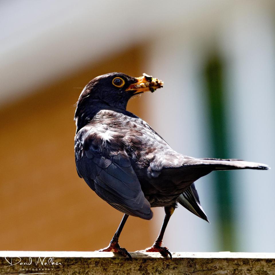 Blackbird (Turdus merula), Abingdon, UK