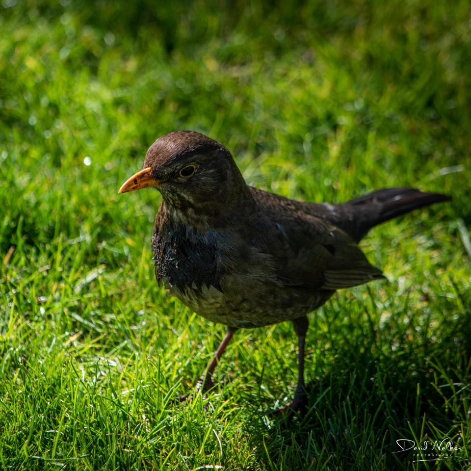 Blackbird (Turdus merula), Abingdon, UK