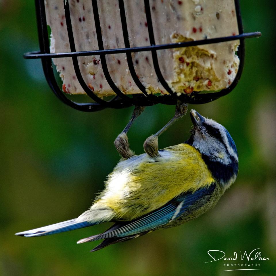 Blue Tit (Cyanistes caeruleus), Abingdon, UK