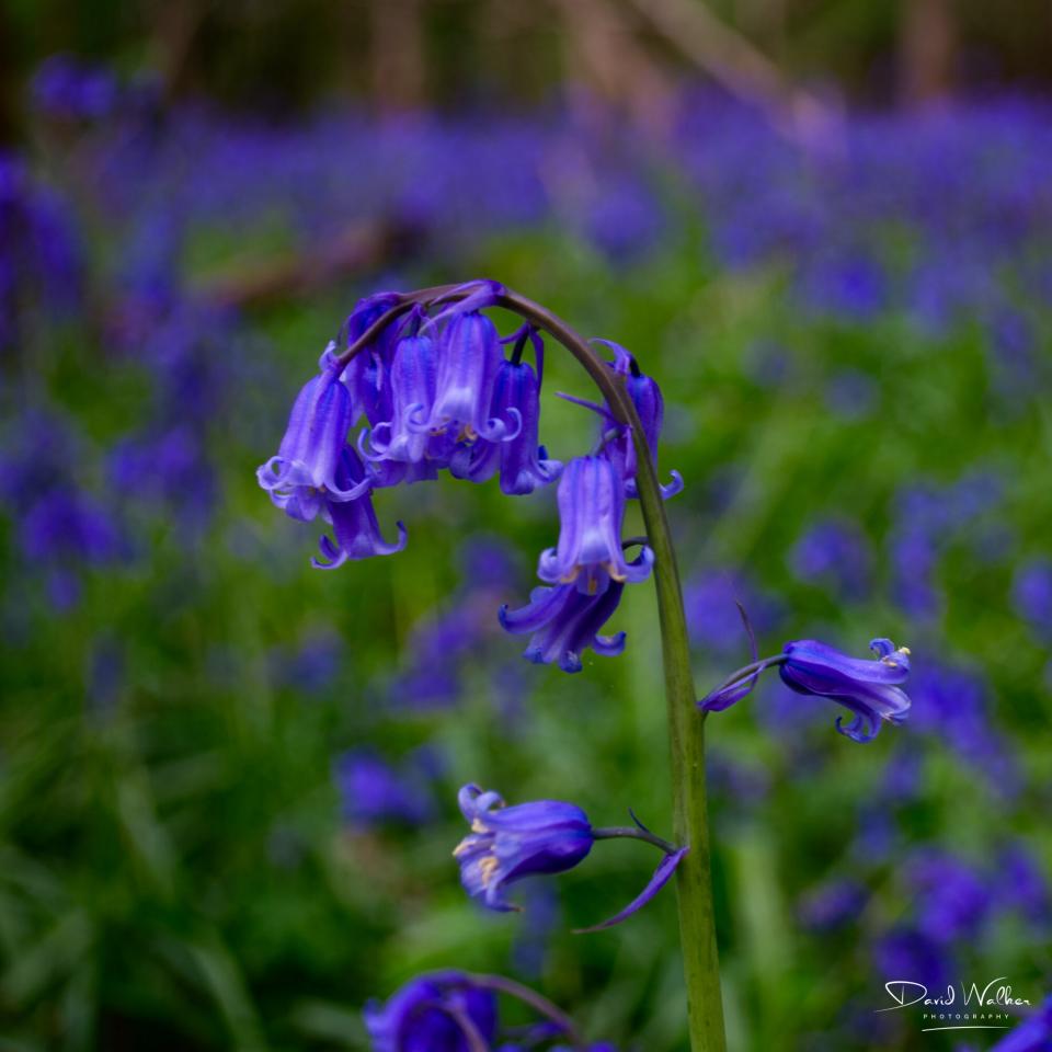 A single bluebell (Hyacinthoides non-scripta) against a soft field of blue and green