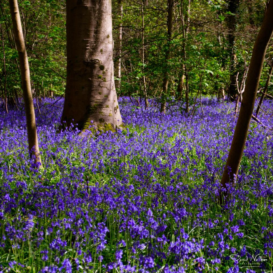 A large trunk rising through bluebells in bright spring light