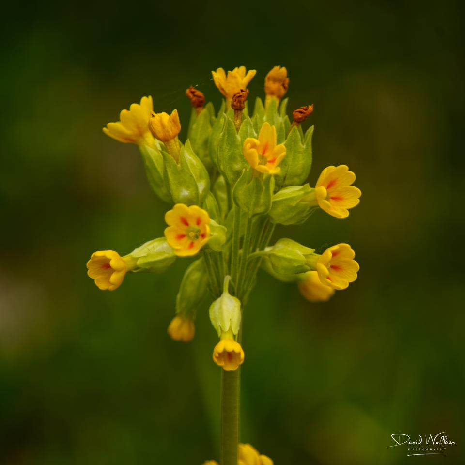Cowslip (Primula veris), Abingdon, UK