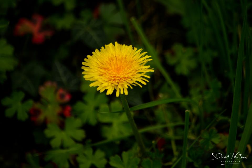 Dandelion (Taraxacum officinale), Abingdon, UK