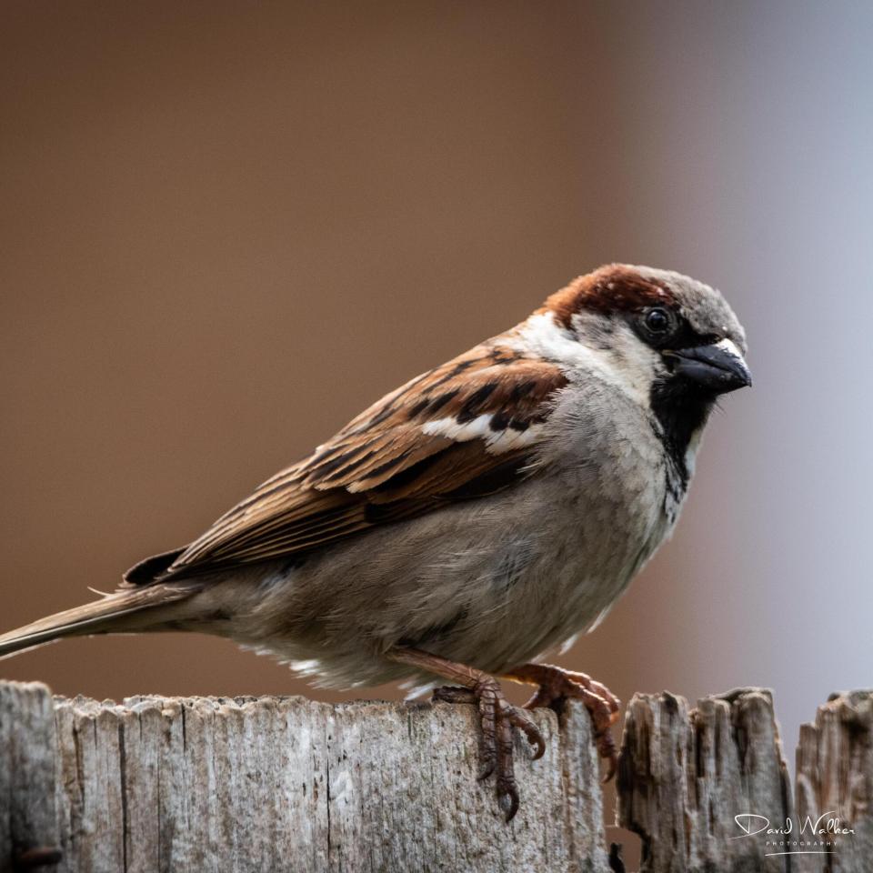House Sparrow (Passer domesticus), Abingdon, UK