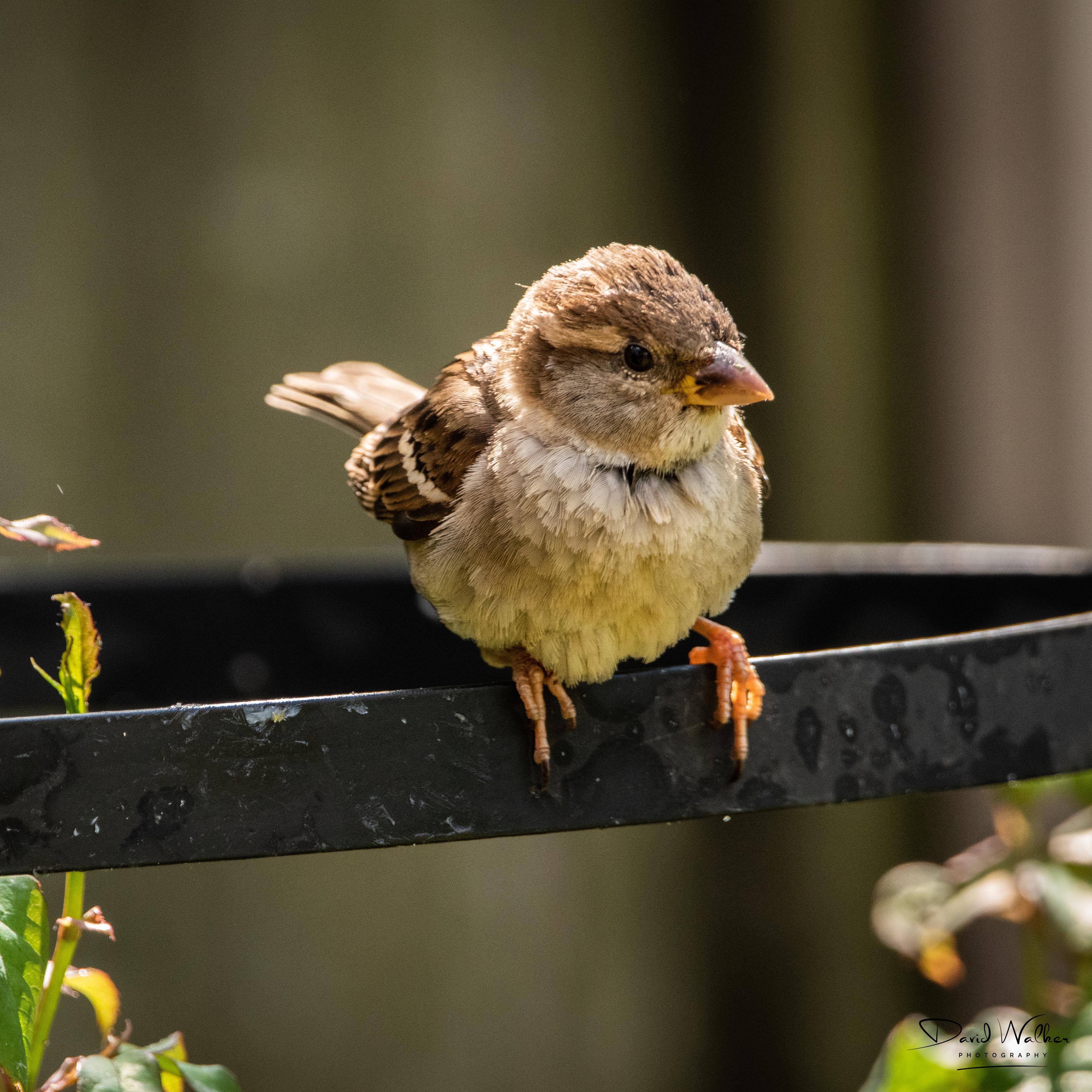 House Sparrow (Passer domesticus), Abingdon, UK