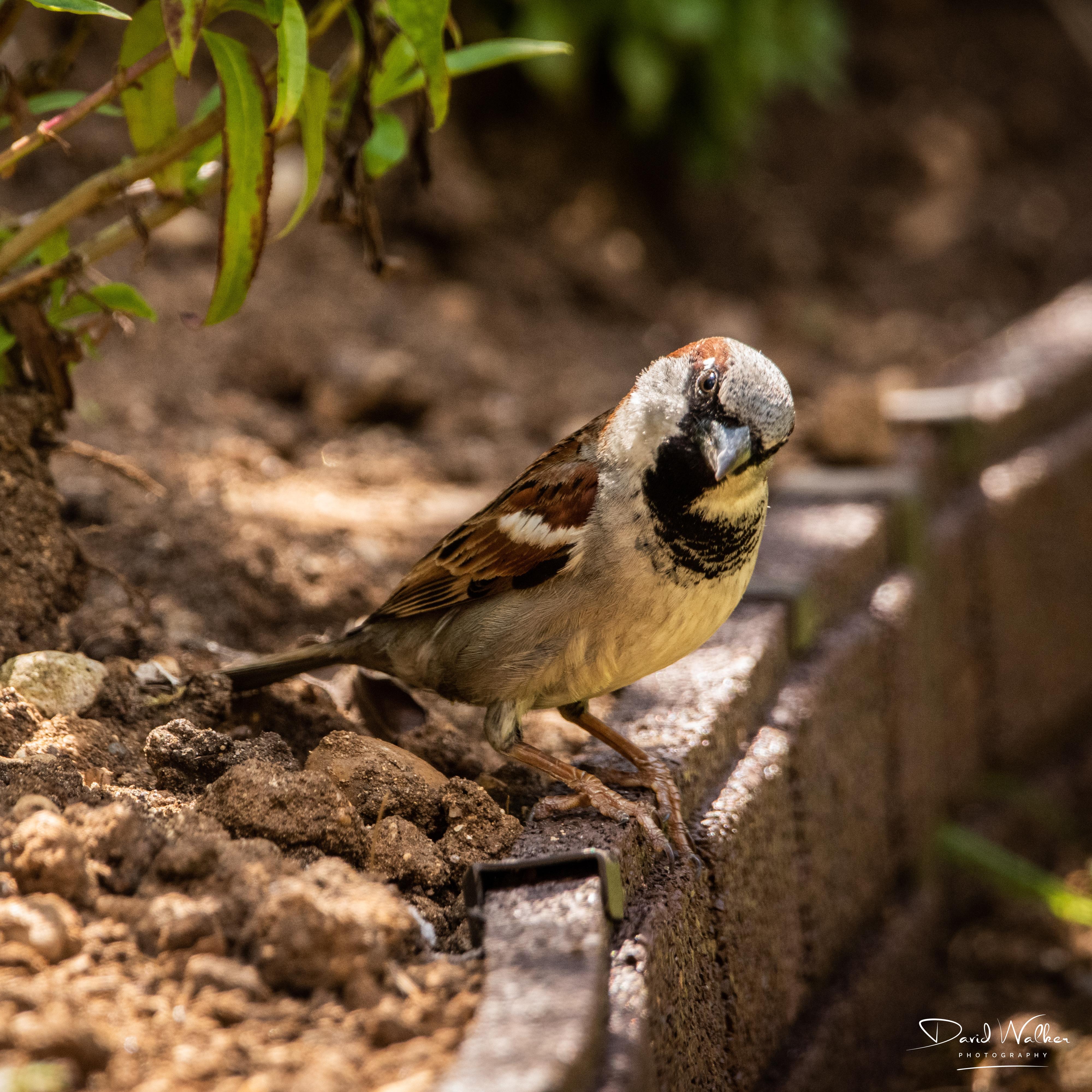 House Sparrow (Passer domesticus), Abingdon, UK