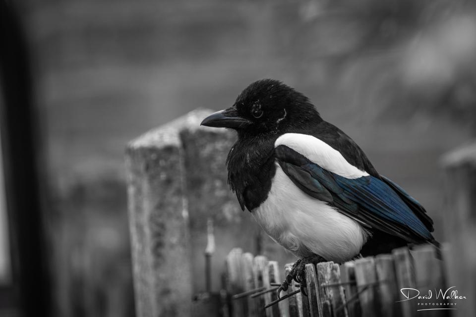 Magpie (Pica pica), Abingdon, UK