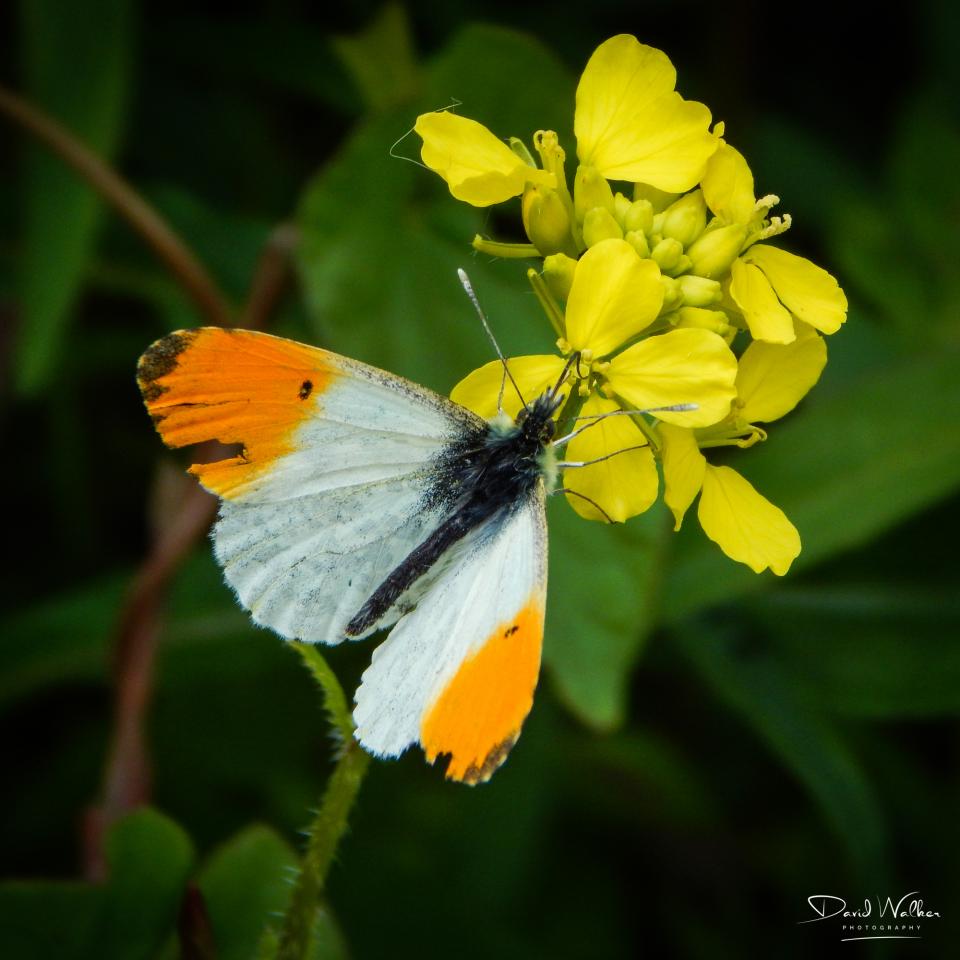 Orange-Tip Butterfly (Anthocharis cardamines), Oxfordshire, UK