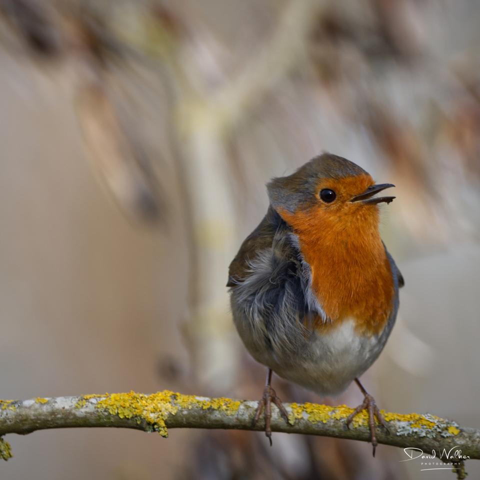 Robin (Erithacus rubecula) at Radley Lakes