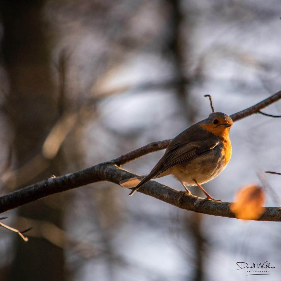 Robin (Erithacus rubecula) in Bagley Wood