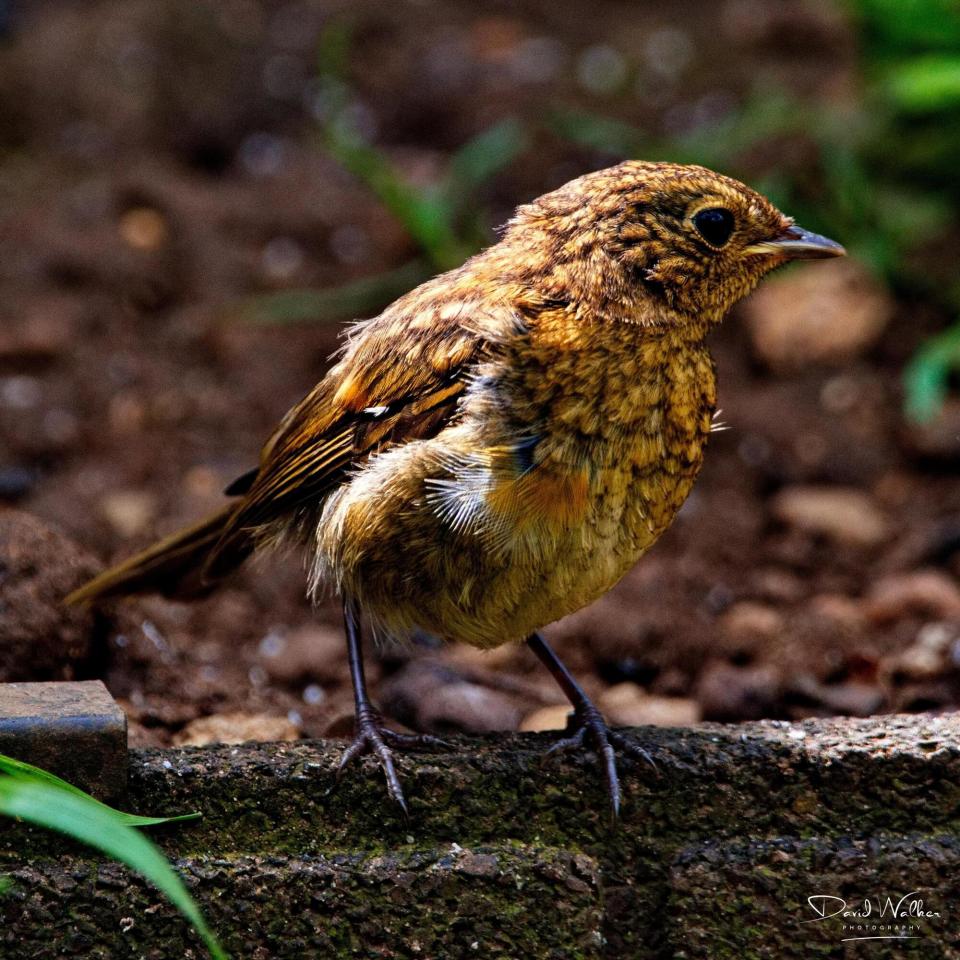 Robin (Erithacus rubecula), Abingdon, UK