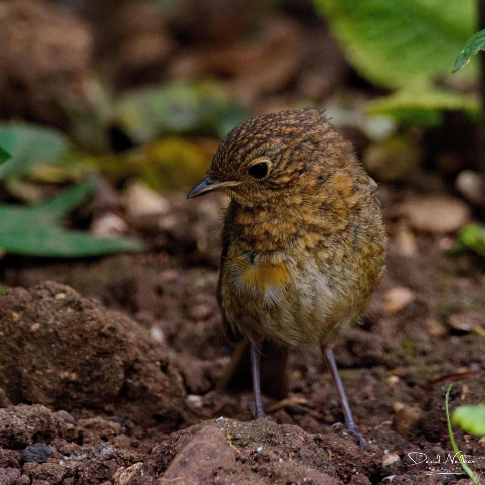 Robin (Erithacus rubecula), Abingdon, UK
