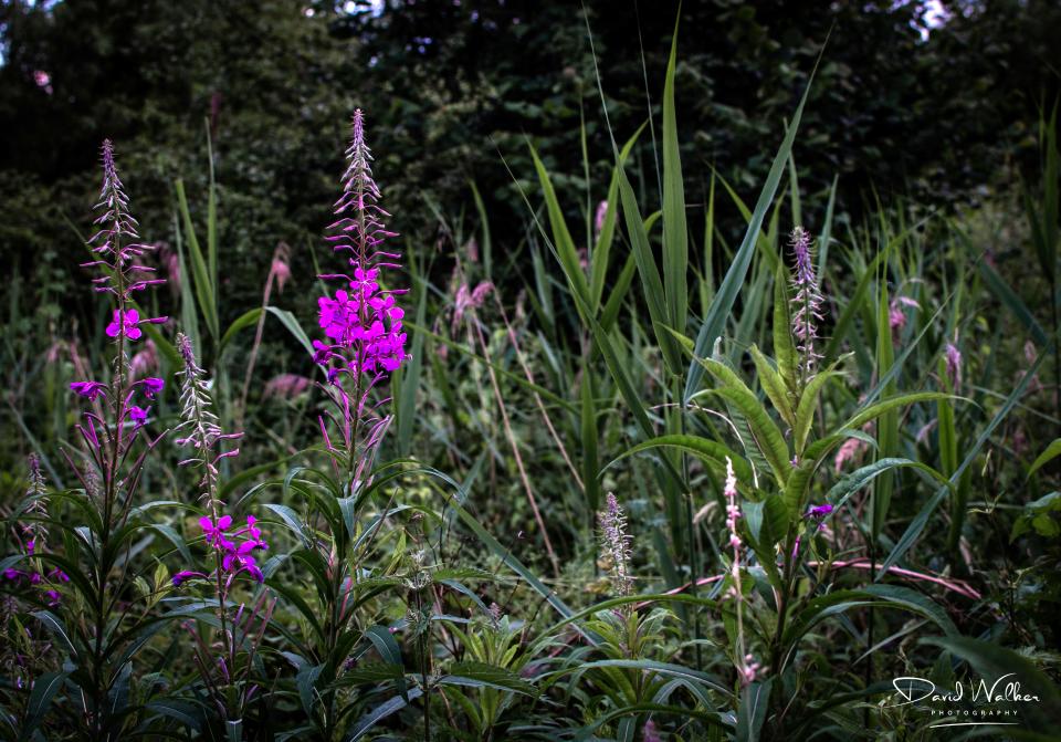 Rosebay Willowherb (Chamaenerion angustifolium)