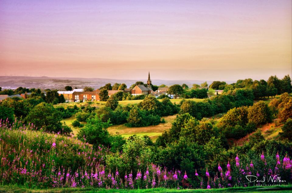View of Chapelfield with Rosebay Willowherb (Chamaenerion angustifolium) in the foreground
