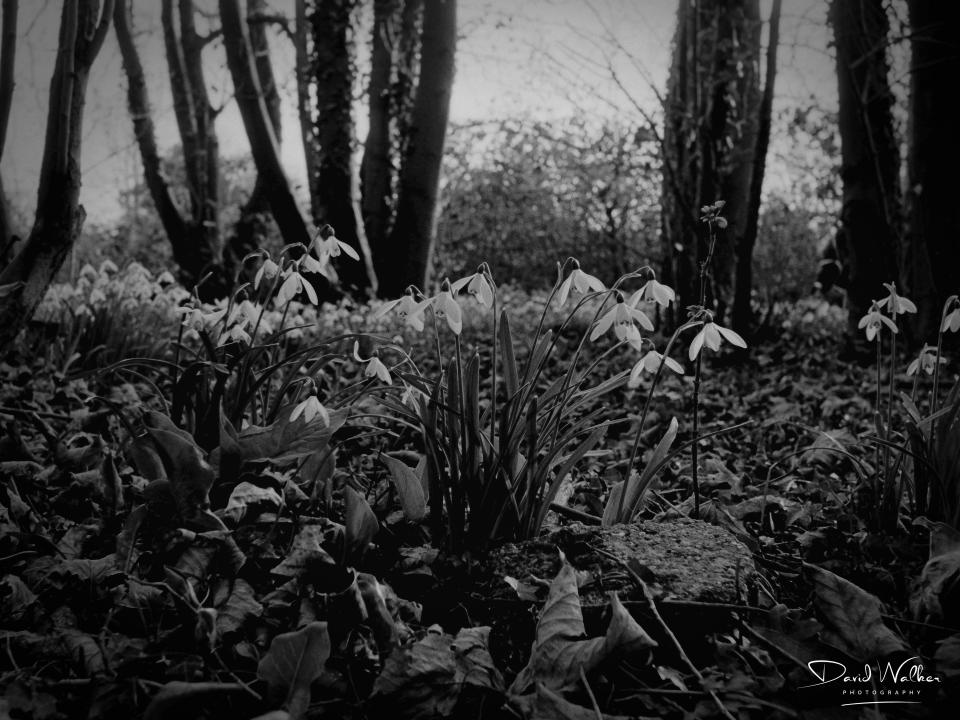 Snowdrop (Galanthus nivalis) at Radley Lakes