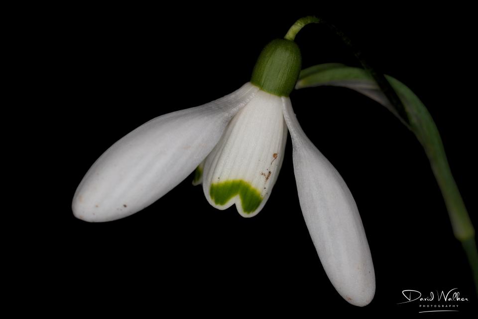 Snowdrop (Galanthus nivalis), Still Life