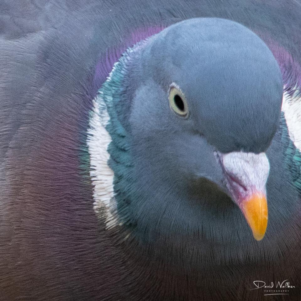 Woodpigeon (Columba palumbus), Abingdon, UK