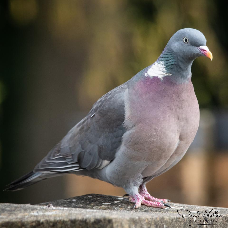 Woodpigeon (Columba palumbus), Abingdon, UK
