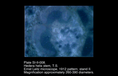 SI-II-008.png – Hedera helix stem, T.S.