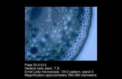 SI-II-012.png – Hedera helix stem, T.S.
