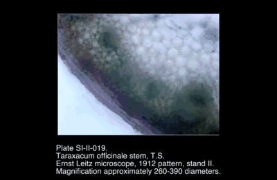 SI-II-019.png – Taraxacum officinale stem, T.S.
