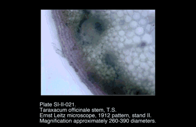 SI-II-021.png – Taraxacum officinale stem, T.S.