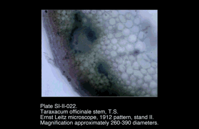 SI-II-022.png – Taraxacum officinale stem, T.S.