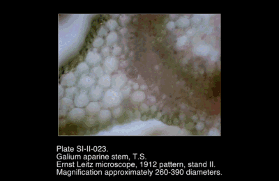 SI-II-023.png – Galium aparine stem, T.S.