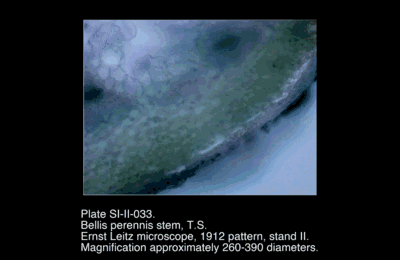 SI-II-033.png – Bellis perennis stem, T.S.