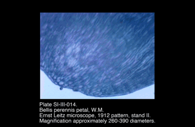 SI-III-014.png – Bellis perennis petal, W.M.