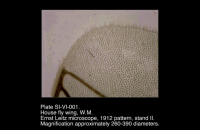SI-VI-001.png – House fly wing, W.M.