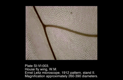SI-VI-003.png – House fly wing, W.M.
