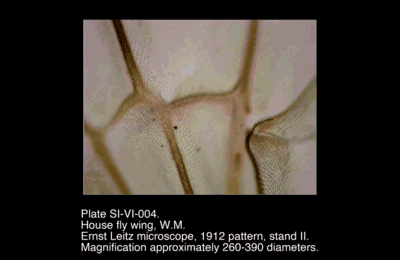 SI-VI-004.png – House fly wing, W.M.