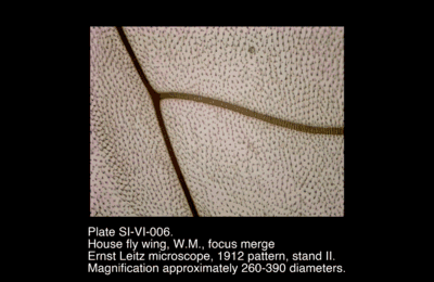 SI-VI-006.png – House fly wing, W.M., focus merge