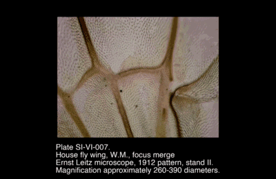 SI-VI-007.png – House fly wing, W.M., focus merge