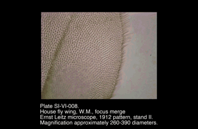 SI-VI-008.png – House fly wing, W.M., focus merge