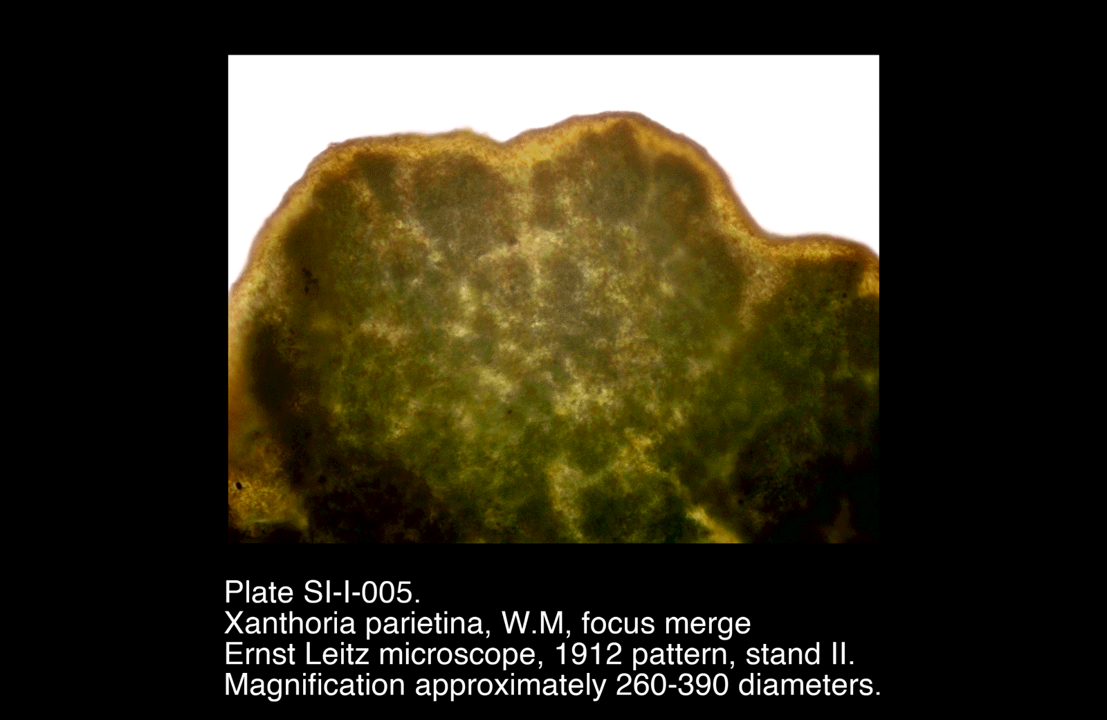 SI-I-005.png – Xanthoria parietina, W.M, focus merge