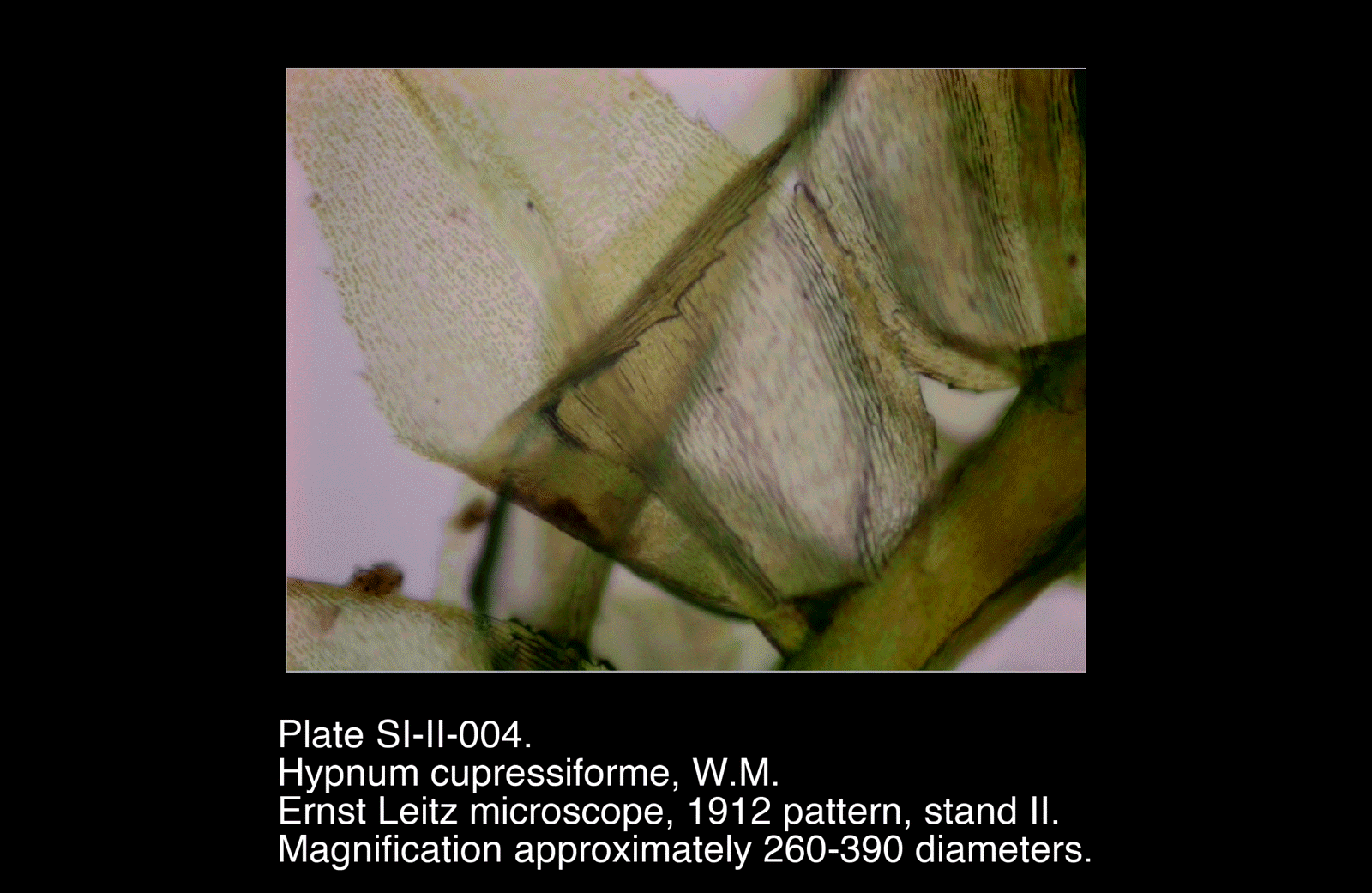 SI-II-004.png – Hypnum cupressiforme, W.M.