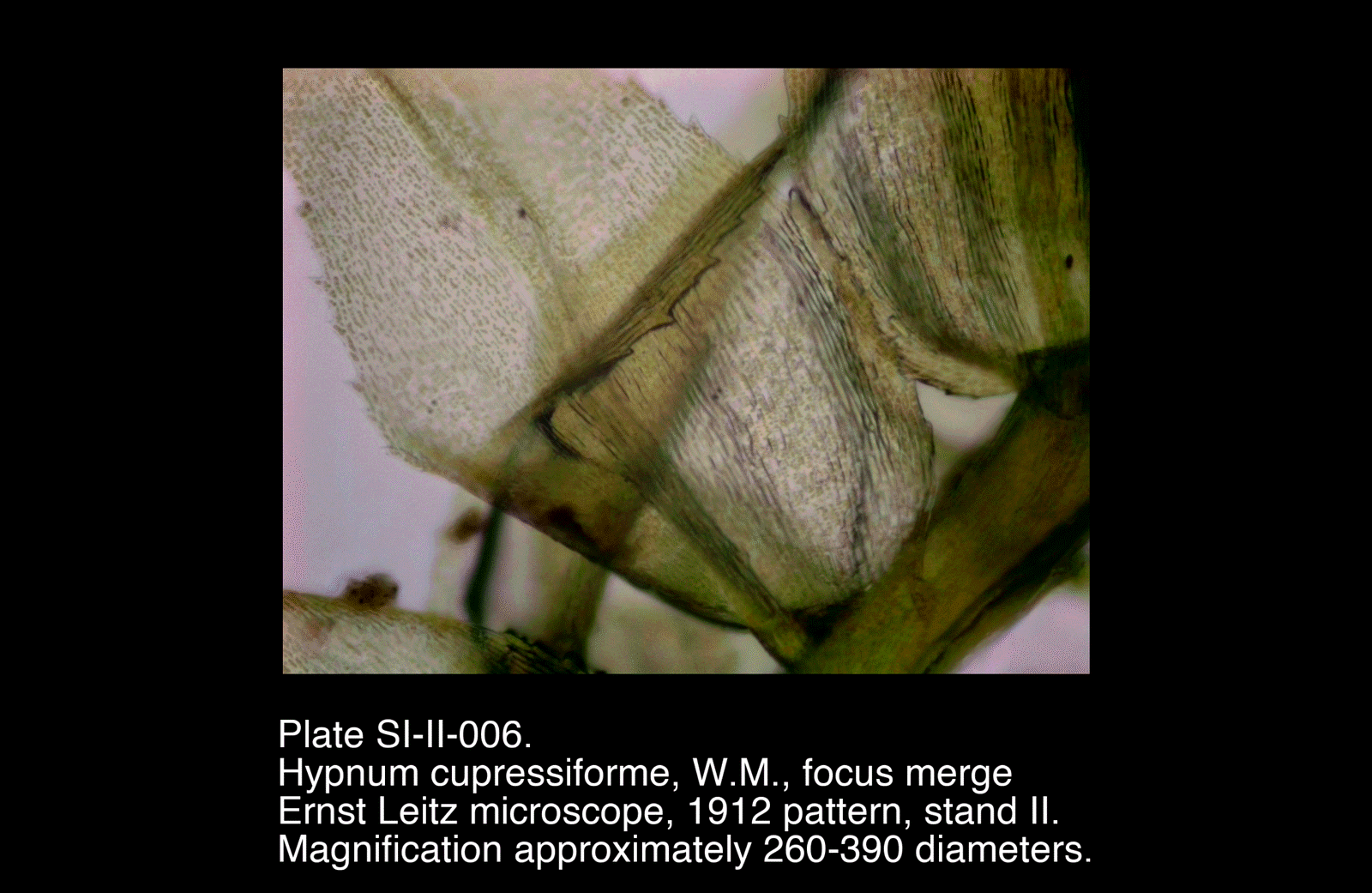 SI-II-006.png – Hypnum cupressiforme, W.M., focus merge