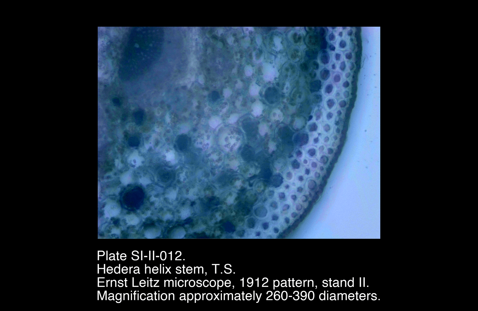 SI-II-012.png – Hedera helix stem, T.S.