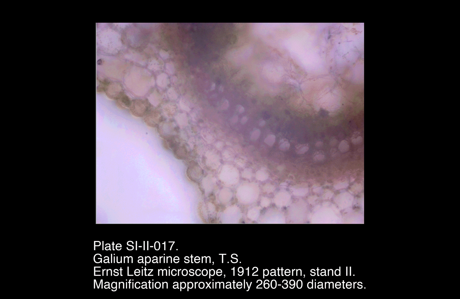 SI-II-016.png – Galium aparine stem, T.S.