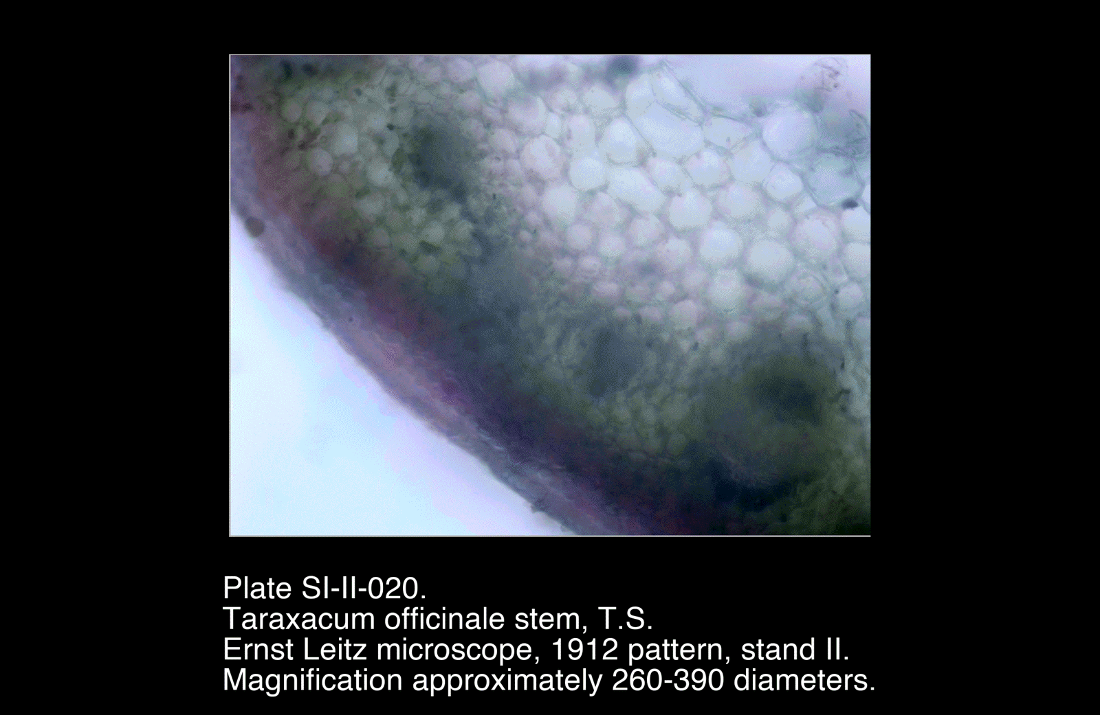 SI-II-020.png – Taraxacum officinale stem, T.S.