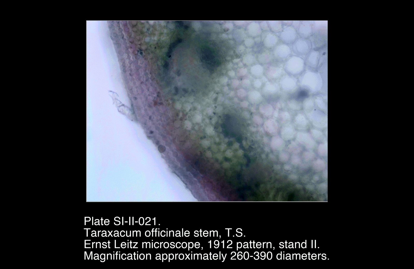 SI-II-021.png – Taraxacum officinale stem, T.S.